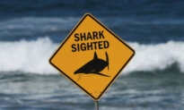 ‘This Is a Tragedy’: Diver Dies in Shark Attack