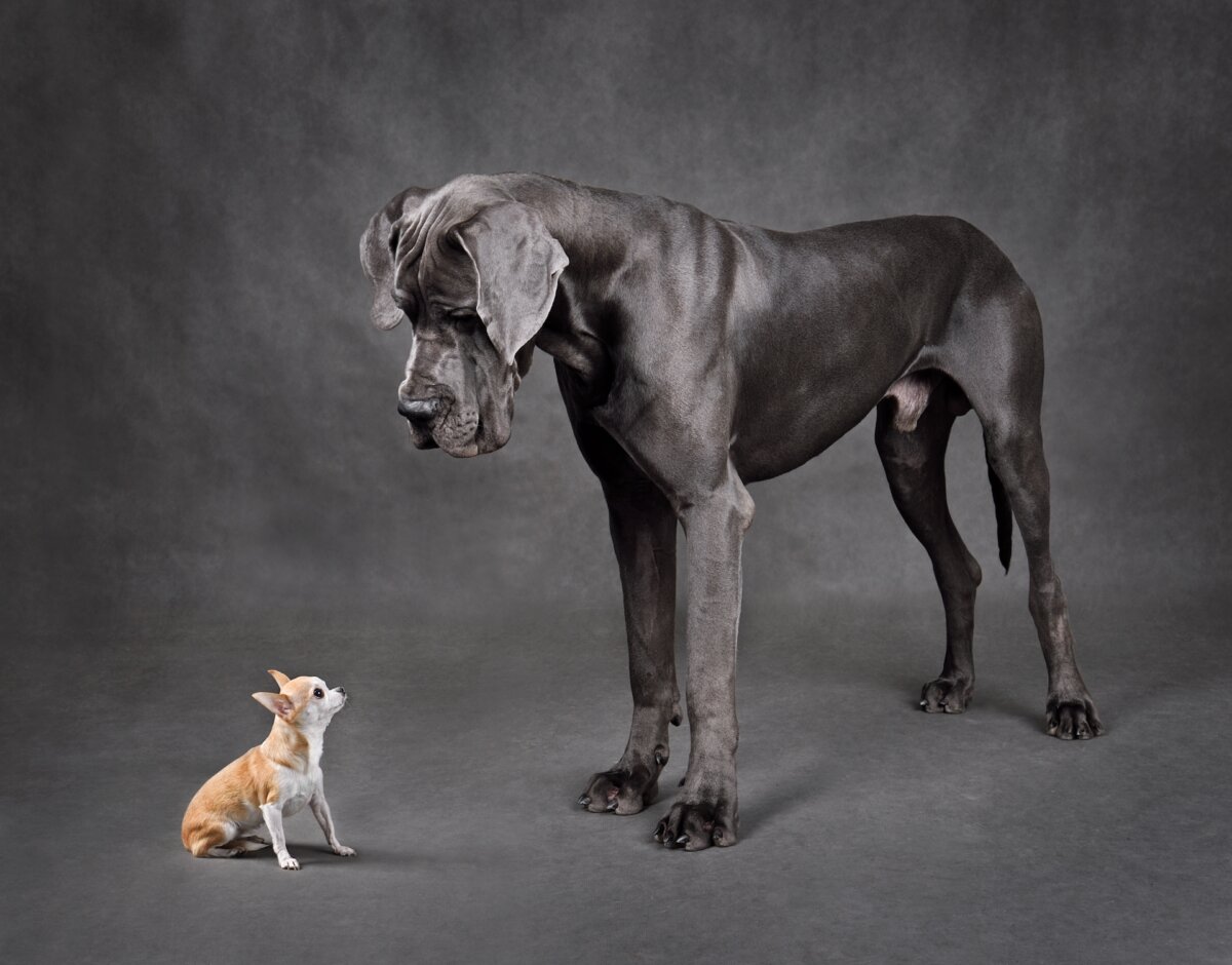 Within a given species, the smaller animals generally live longer than the larger ones. This has been documented in a number of species, but nowhere is it more pronounced than with dogs, probably because their size range—from the massive mastiff to the tiny Chihuahua—is so extreme. (Natallia Yaumenenka/Shutterstuck)