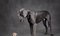 Small Dogs Live Longer Than Large Dogs