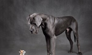 Small Dogs Live Longer Than Large Dogs