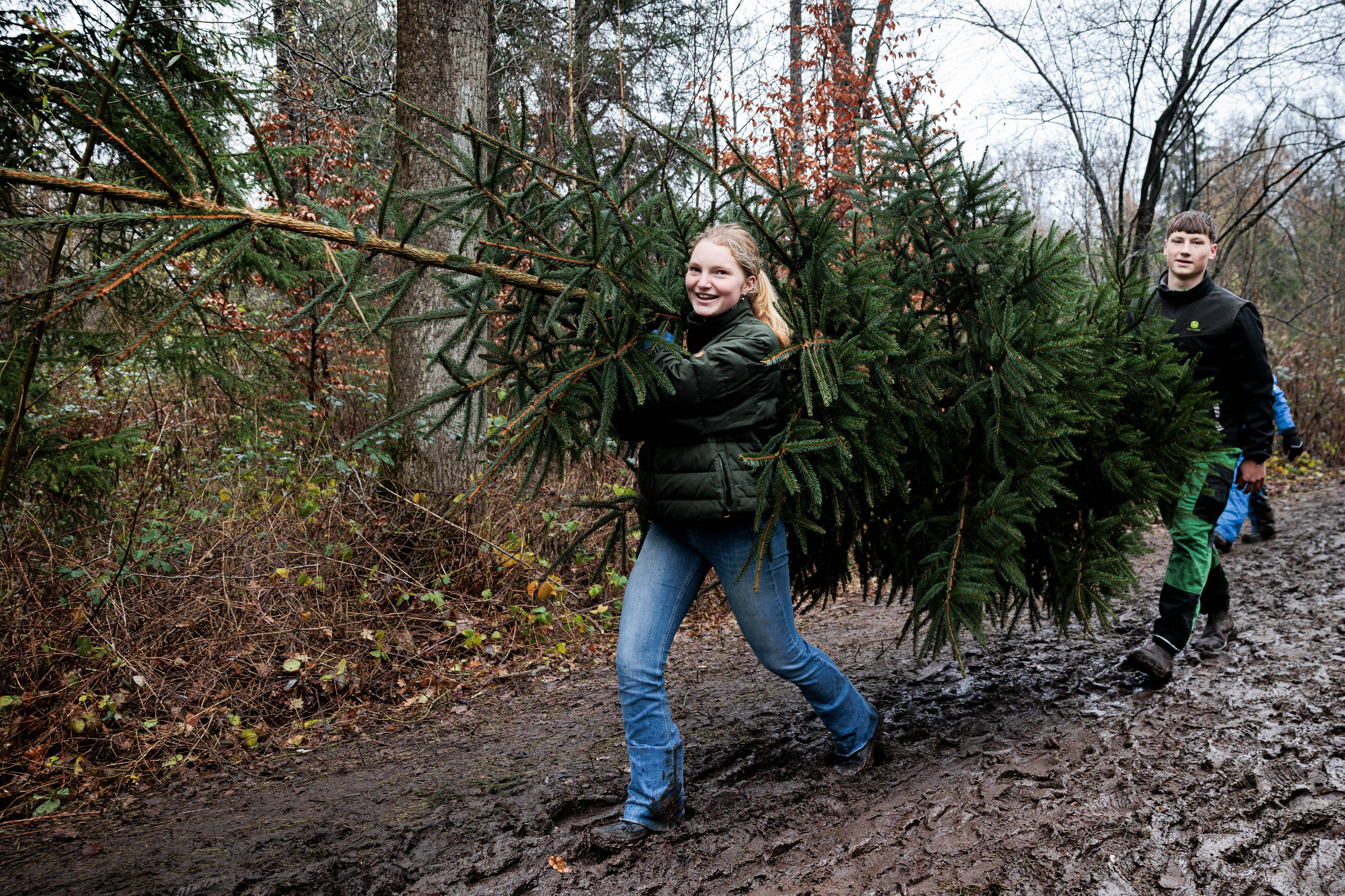 Day in Photos: Christmas Trees From the Forest, Mass Shooting in South Africa, and Corgi Parade