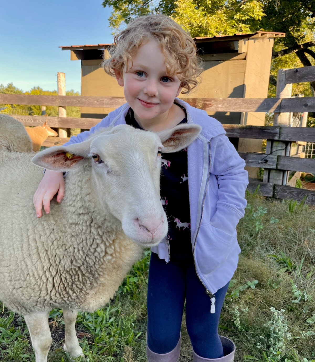 A child interacts with a lamb at the Fat Sheep Farm in Harland, Vermont. (Fat Sheep Farm/Suzy Kaplan)