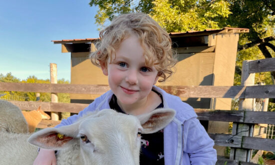 Farms and Ranches Offer an Alternative to City Travel