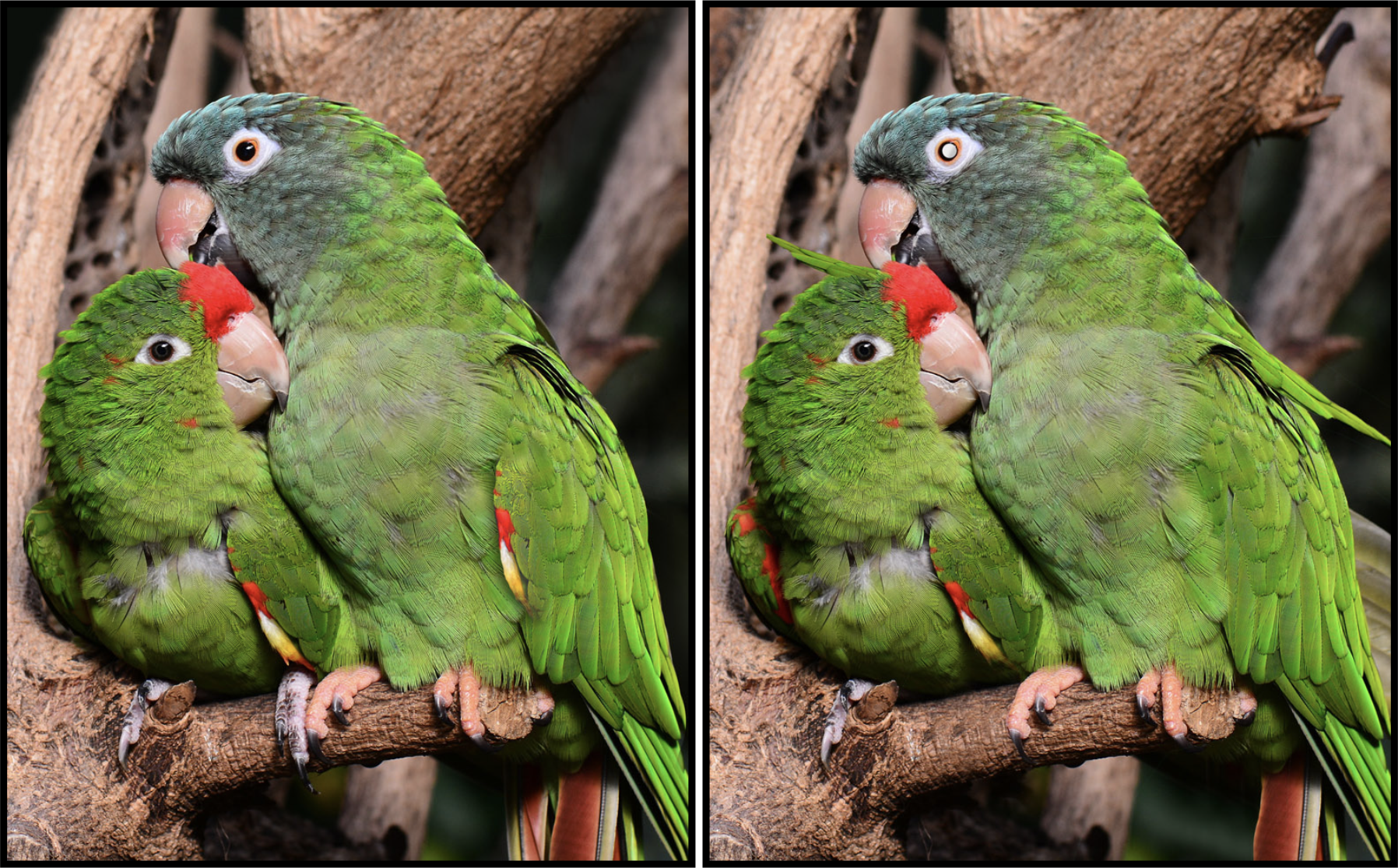 Spot the Difference Daily