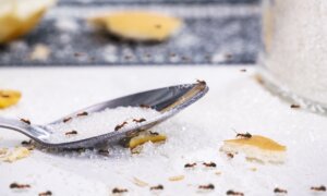 Show The Ants Who’s Boss