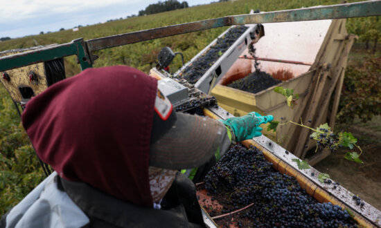 2025 Is Turning out to Be a Great Year for Wine