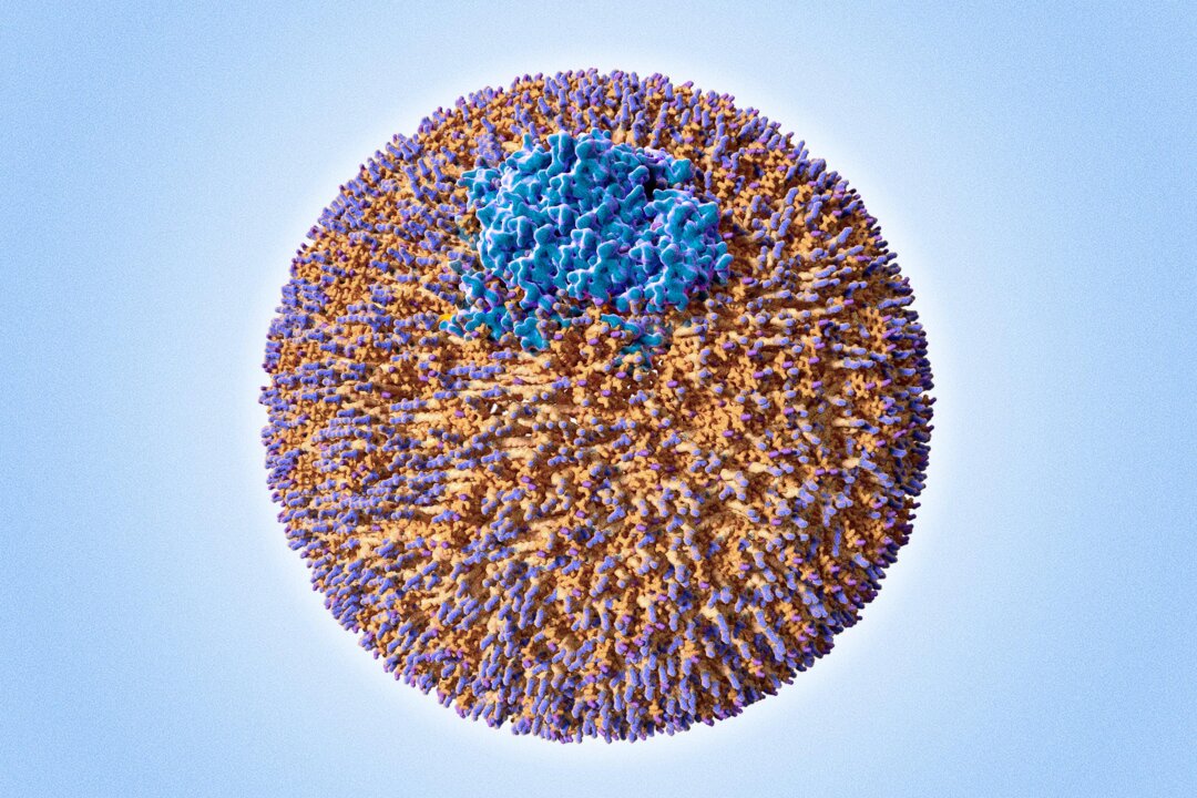 An LDL particle with its apo-B protein (blue). Apo-B particle count may offer a more accurate indication of atherosclerotic risk.(JUAN GAERTNER/SCIENCE PHOTO LIBRARY/Getty Images)