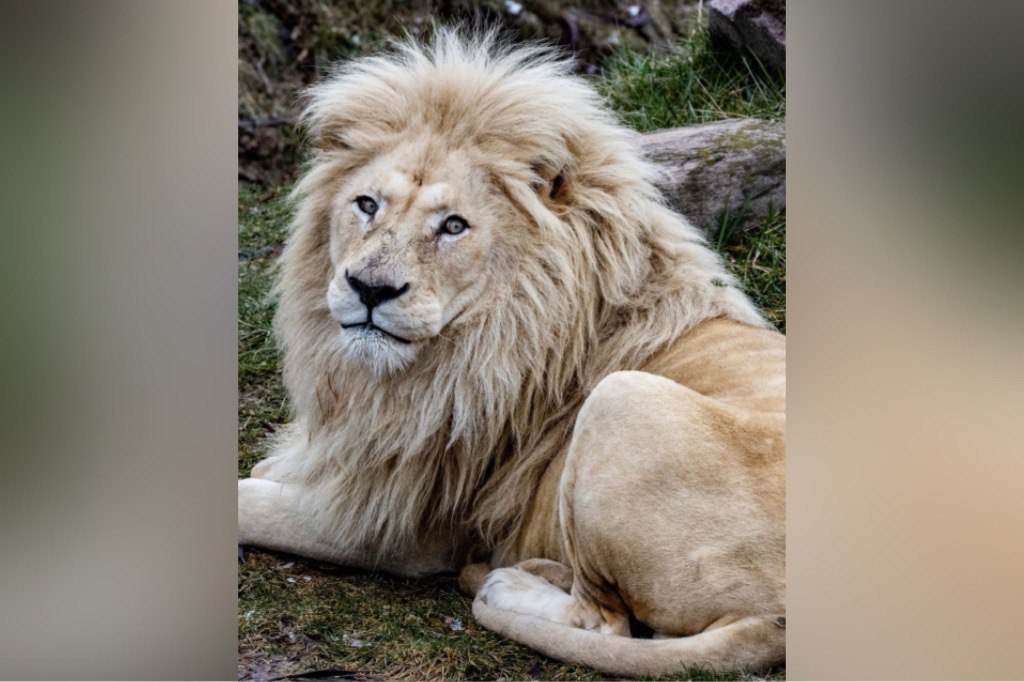Fan-Favourite Lion Put Down at Toronto Zoo After Months of Veterinary Care