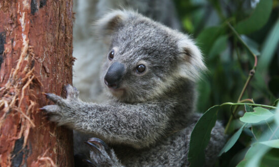Koala ‘Misinformation’ Cry as Population Counts Soar