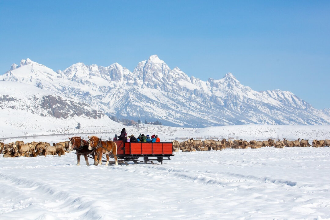 Family Adventures: A Winter Wildlife Safari