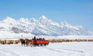 Family Adventures: A Winter Wildlife Safari