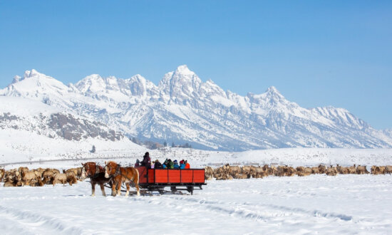 Family Adventures: A Winter Wildlife Safari