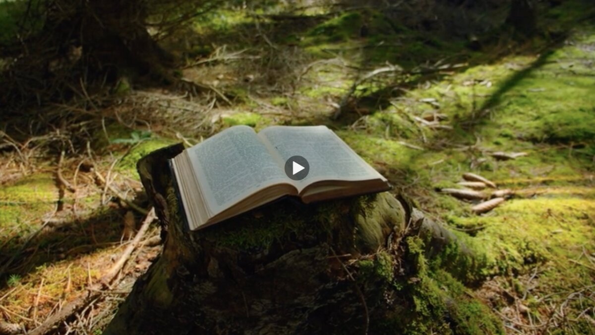 (Olga Gorkun/Storyblocks)