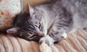 Hyperthyroidism Common in Older Cats