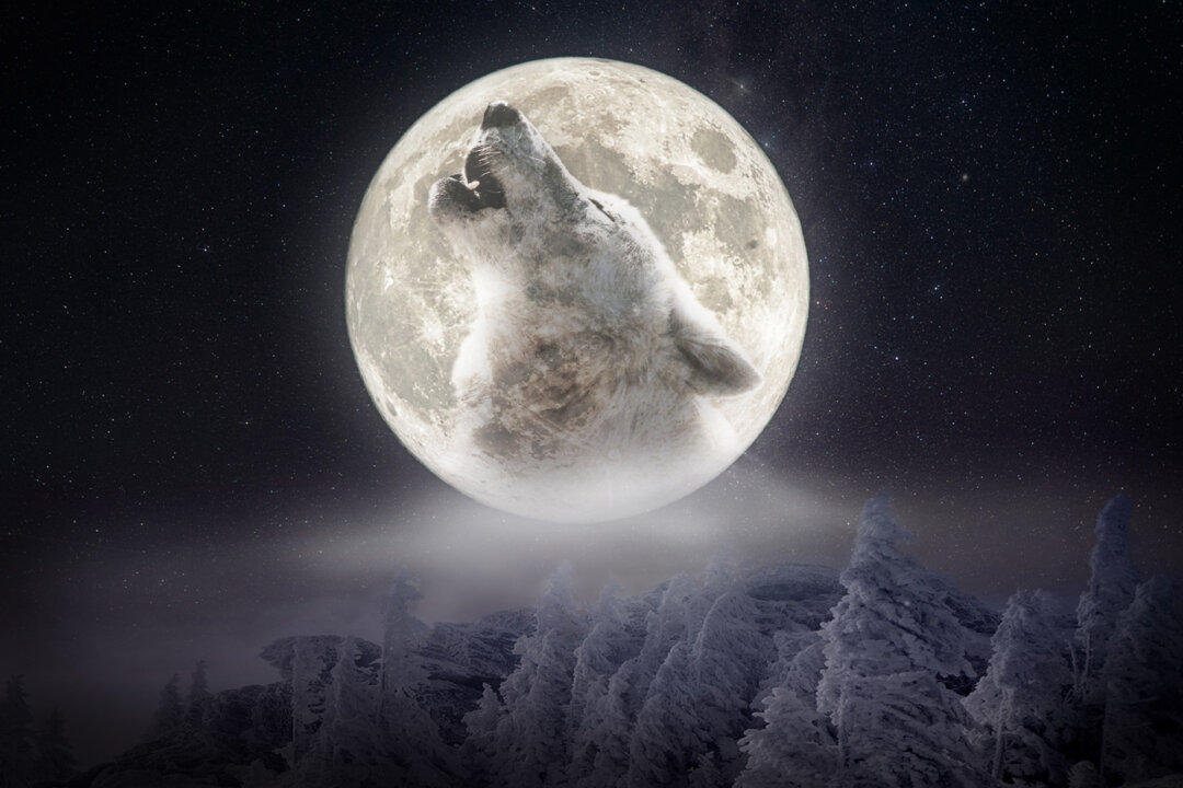 The ‘Wolf Moon,’ the First Supermoon of 2026, Will Form a Conjunction With Jupiter—What to Know
