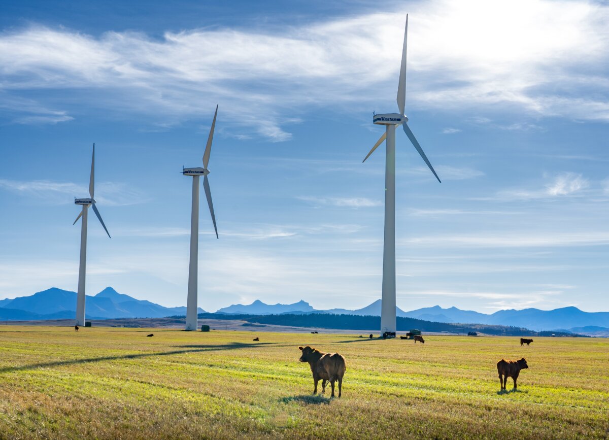 Cattle graze on a wind farm in southern Alberta in a file photo. Renewable generation projects have received government incentives through various programs. (Ramon Cliff/Shutterstock)