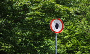 After Decades of Dismissal, Chronic Lyme Disease Is Now Recognized