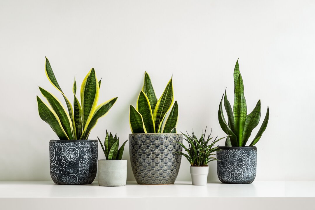 10 Houseplants That Can Improve Your Quality of Life
