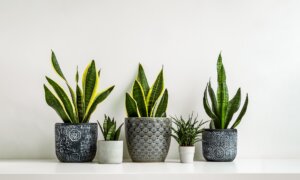 10 Houseplants That Can Improve Your Quality of Life
