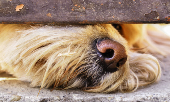 Mold-Sniffing Dogs Uncover Hidden Dangers Traditional Inspectors Miss