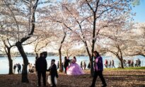 Washington’s Famous Cherry Blossoms Approach Peak Bloom