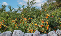 Where Taste Begins: The Season of Korean Mandarins
