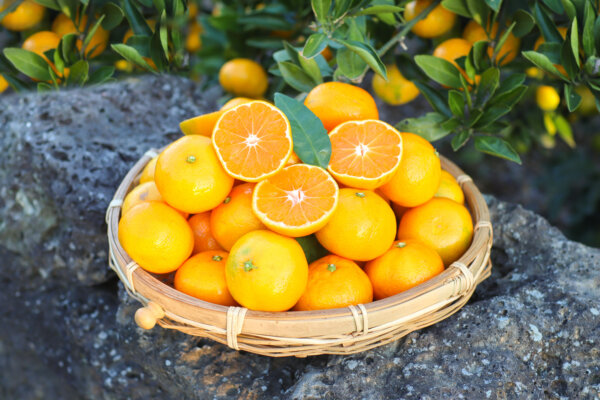 Korean mandarins loosen their inner pith as harvest approaches, and the peel naturally separates from the flesh. This makes them easy to peel and enjoy as an everyday fruit.