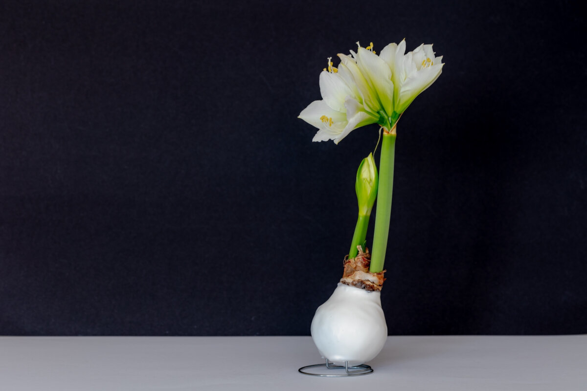 If everything works well, the bulb may produce flowers again when it comes out of dormancy. (Wut_Moppie/Shutterstock)