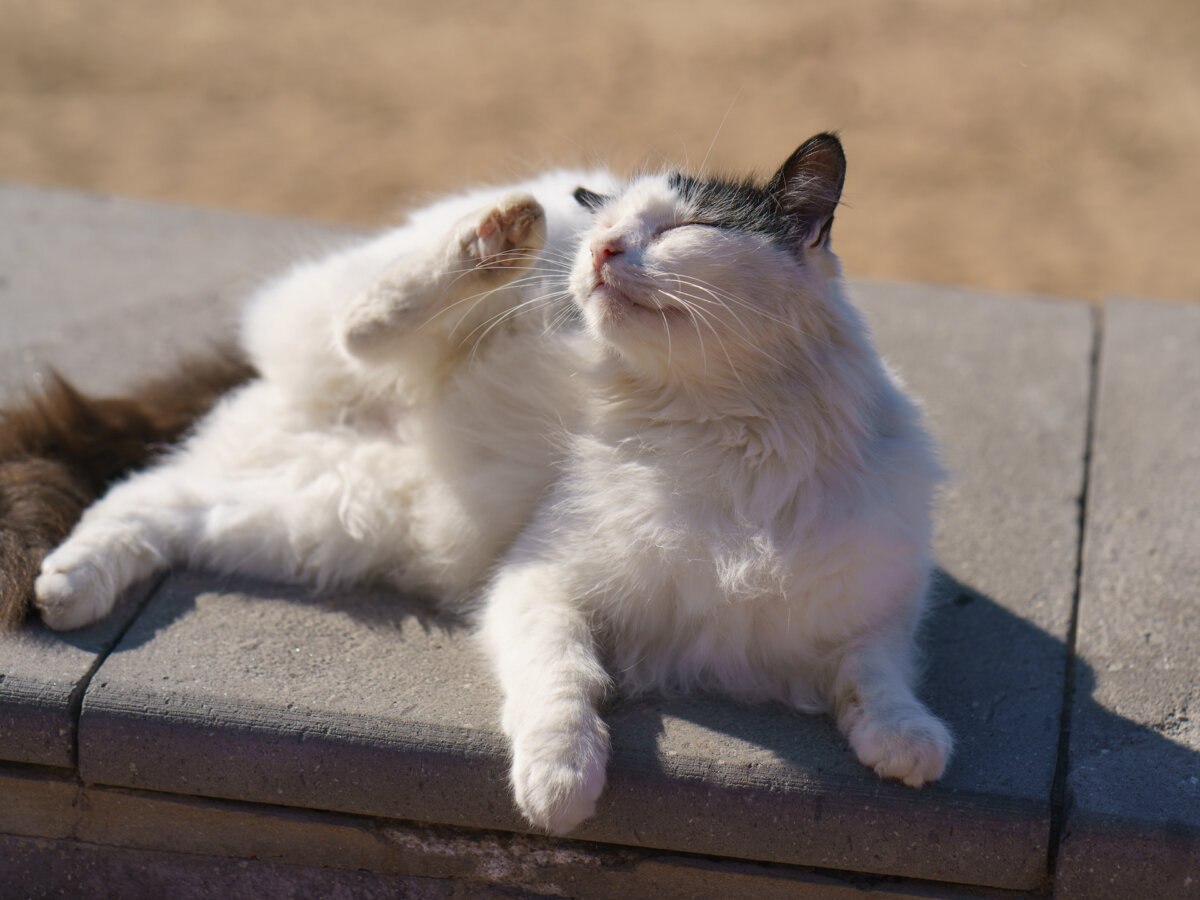 Canine flea and tick products that contain these chemicals must never be applied to cats. (YuryKara/Shutterstock)