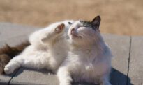 Don’t Use Dog Flea Prevention on Cat