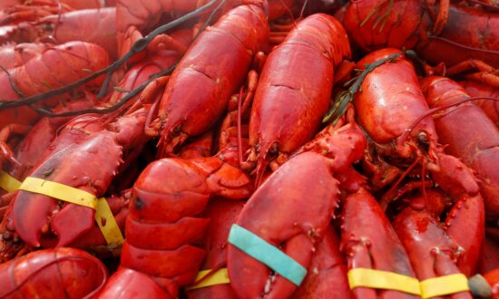 Oysters, Crab and $400,000 Worth of Lobster Meat Stolen in New England
