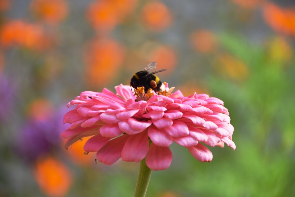 Resolve to plant more flowers. They will make your life happier, and they will help hummingbirds and honeybees.
(Kartashova/Shutterstock)