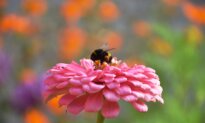 Garden Resolutions