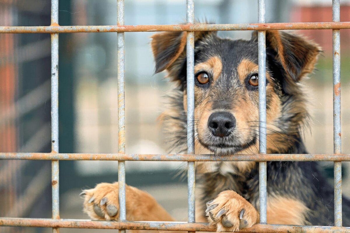 When thinking about giving a living creature to a family member or friend, it's important to remember that a pet should be given only to someone who has made the desire clear and is in a position to care for the pet for the remainder of its life. (Nicole Piepgras/Shutterstock)