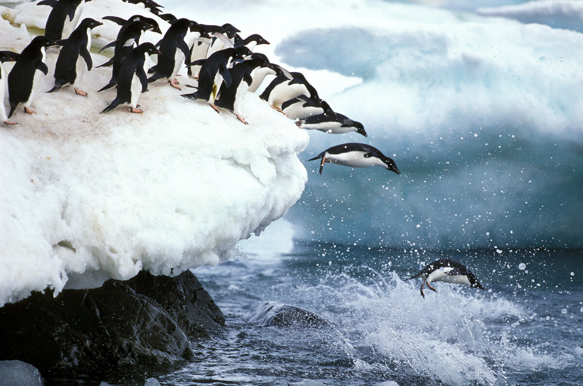 Penguins feed on fish, squid, and krill, and hunt by diving and swimming at high speeds. (slowmotiongli/Getty Images)