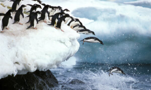 5 Top Places Where Penguins Steal the Show