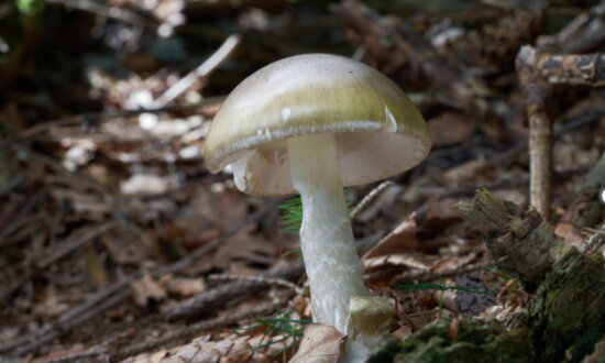 California Officials Warn Against Foraging Wild Mushrooms After Deadly Poisoning Outbreak