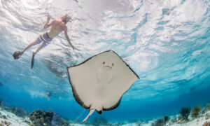 Cavorting With Stingrays and Coral Reefs on Grand Cayman