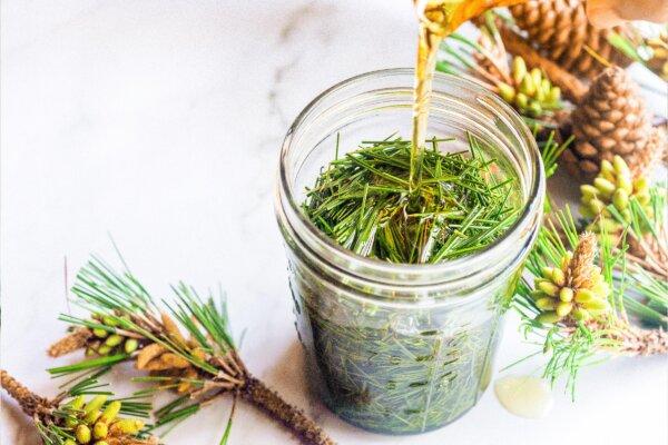 Don't Toss Your Christmas Tree–Make a Medicinal Pine-Infused Oil Instead