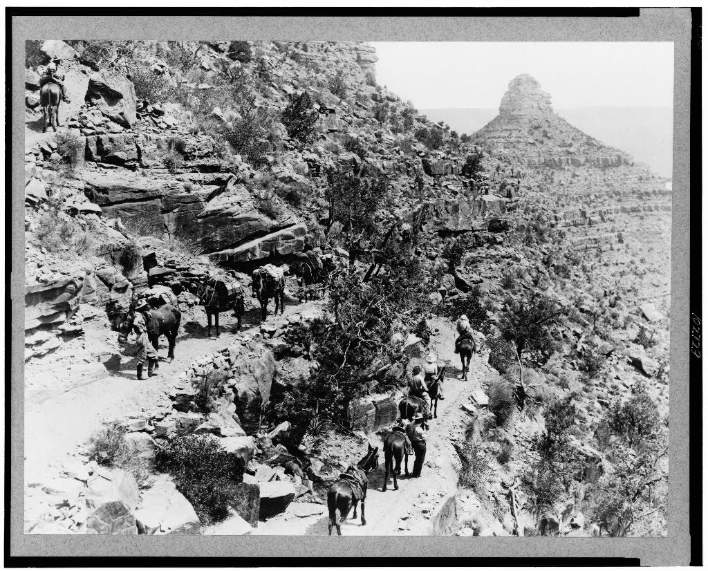 Mule Train Grand canyon