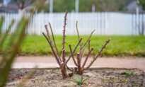 Gardening Winter To-Do List