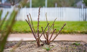 Gardening Winter To-Do List