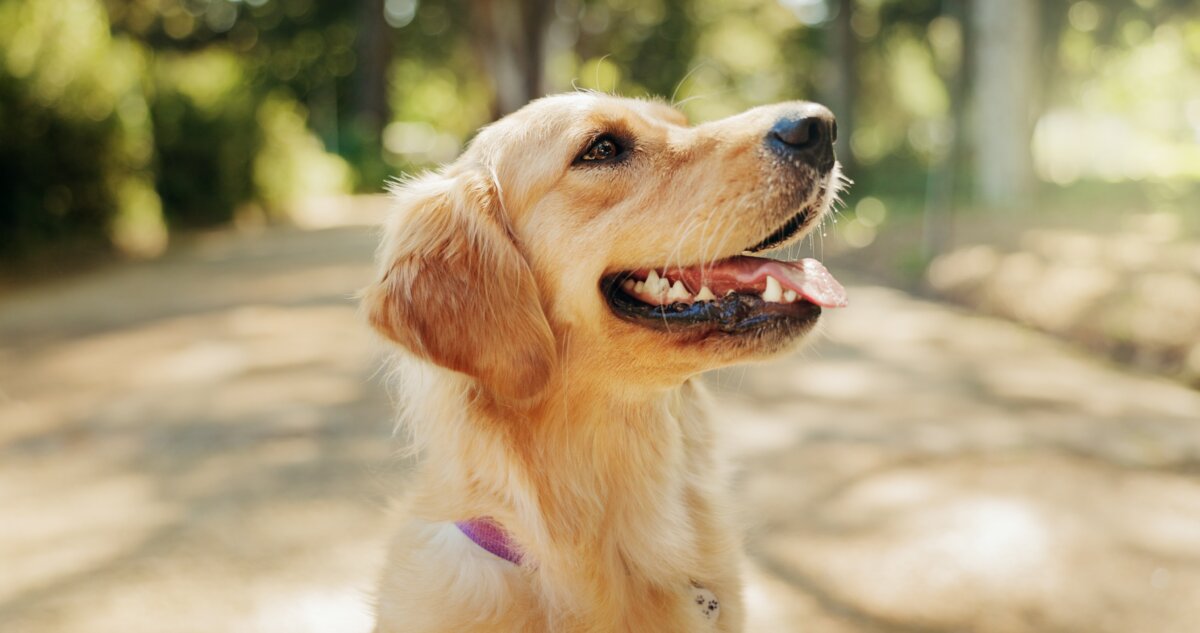 A few thoughtful habits can dramatically improve your pets' longevity, wellness, and overall happiness. (PeopleImages/Shutterstock)