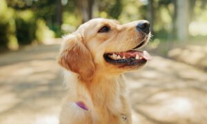 New Year’s Resolutions Help Pets Live Longer, Healthier Lives