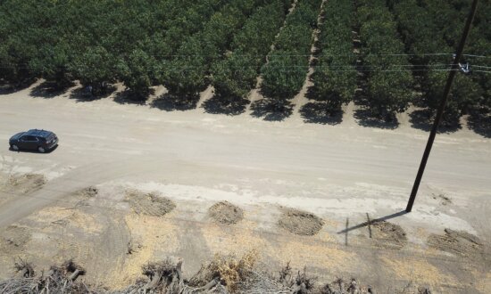 California Farming CEO Flags Investment Pitfalls, Urges Sustainable Focus