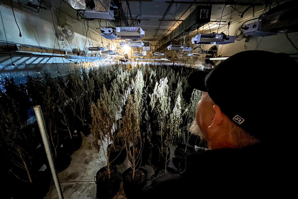 Oklahoma drug enforcement agent Mike Garcia looks over rows of marijuana plants at an illegal grow facility in Ponca City, Okla, on Dec. 22, 2025. (Allan Stein/The Epoch Times)