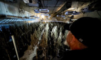 Chinese Nationals Among 51 Indicted Over Marijuana Grow Operations in Oklahoma