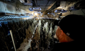 Massive Marijuana Bust in Oklahoma: 29 Chinese Nationals Indicted