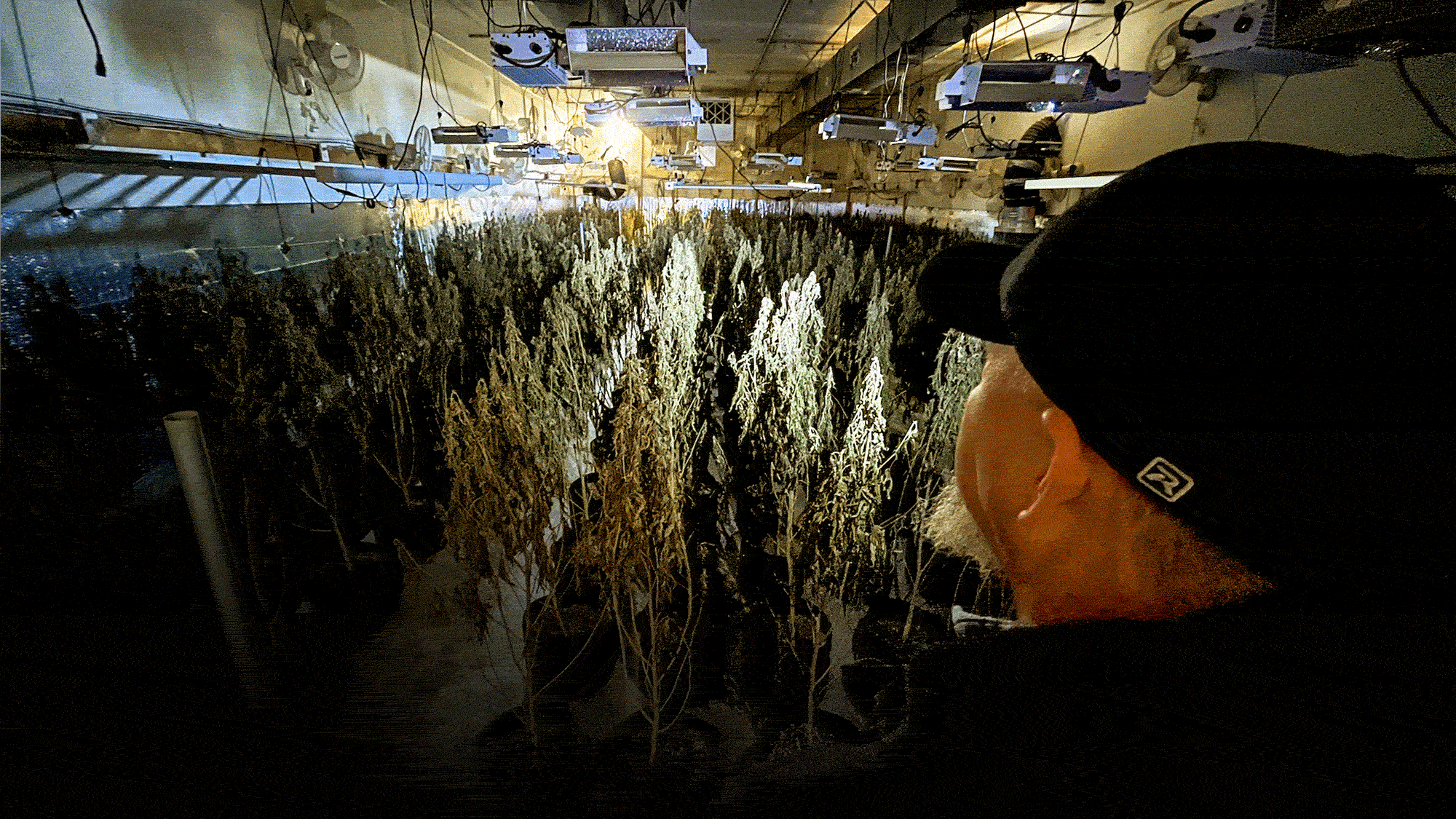 Oklahoma Legalized Medical Marijuana, Then Came the Chinese Organized Crime