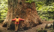 The Health Benefits of Tree Hugging